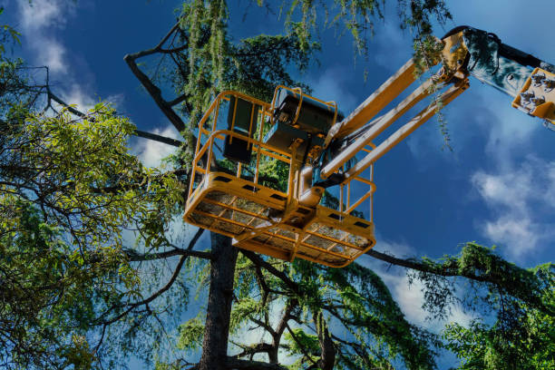 How Our Tree Care Process Works  in  Barnesville, GA